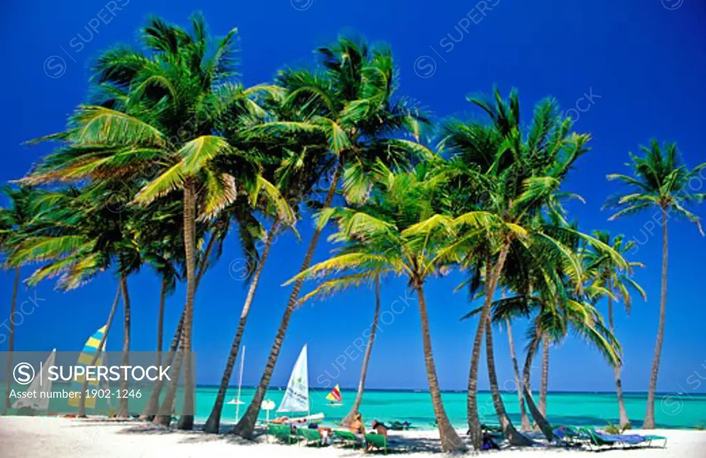Dominican Republic Punta Cana Bavaro Beach palm trees Caribbean Sea and sail boats
