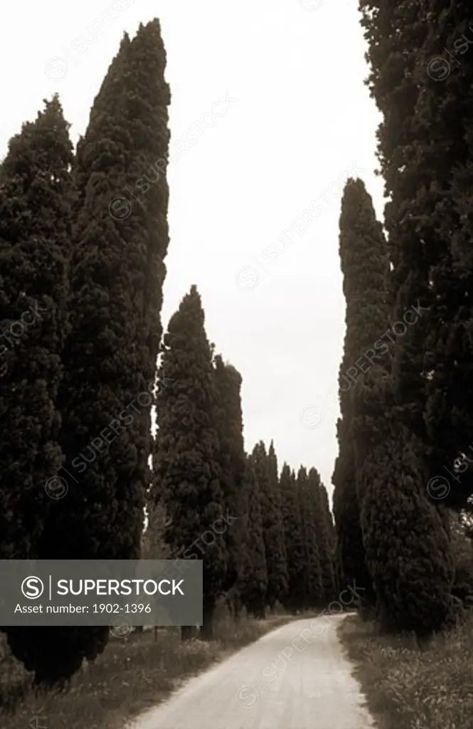 Italy Pienza Tuscany roadway lined with cypress trees black and white