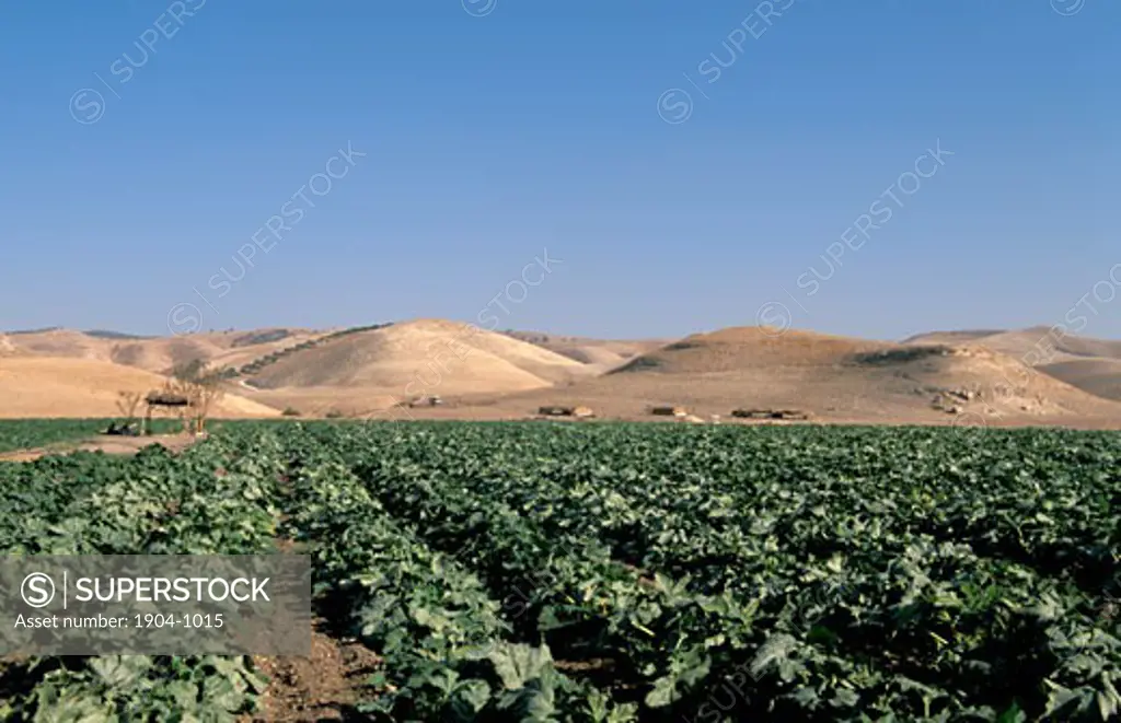 Jordan agriculture in the Jordan Valley