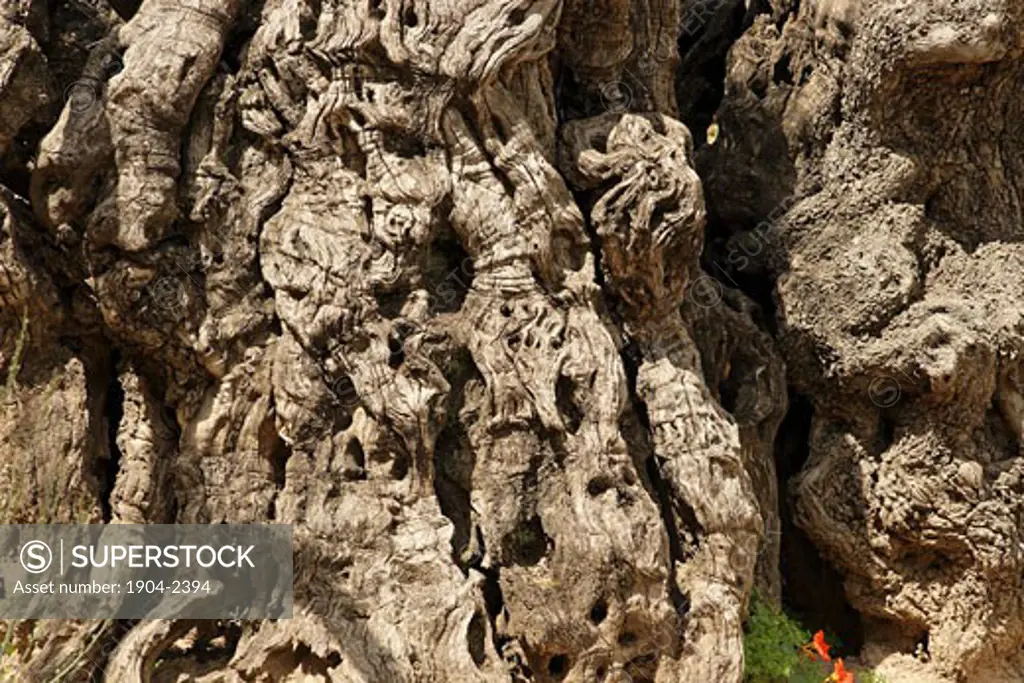 Ancient olive tree at the Garden of Gethsemane Jerusalem