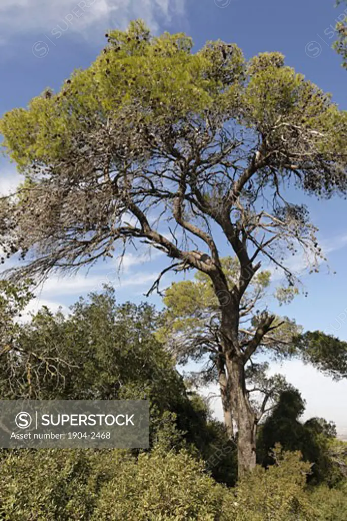 Aleppo Pine trees in Hamasrek reserve