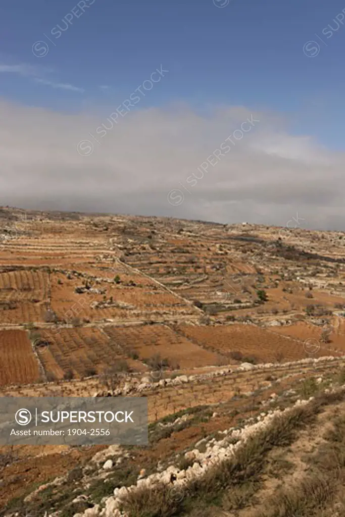 Traditional agriculture fields as seen from Efrata