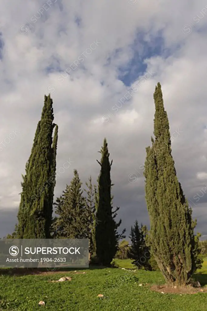 Cypress trees at the site of the Tombs of the Macabees