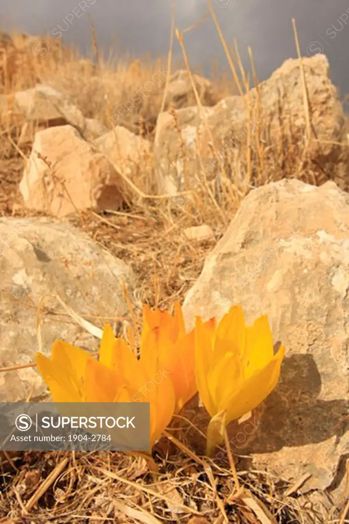 Sternbergia clusiana in the Judean mountains