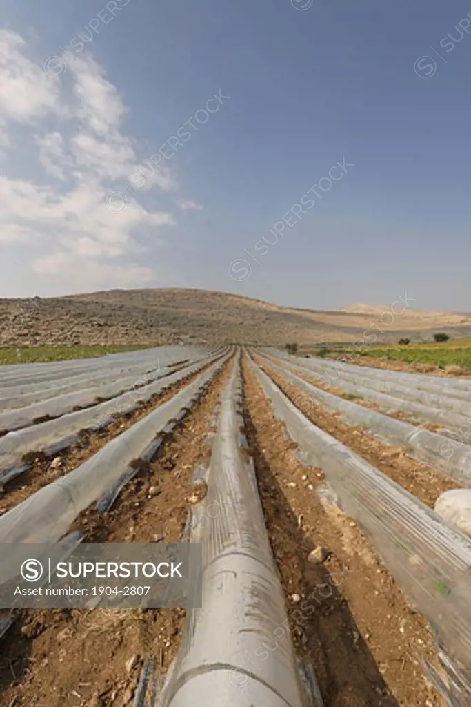 A field in the Jordan Valley
