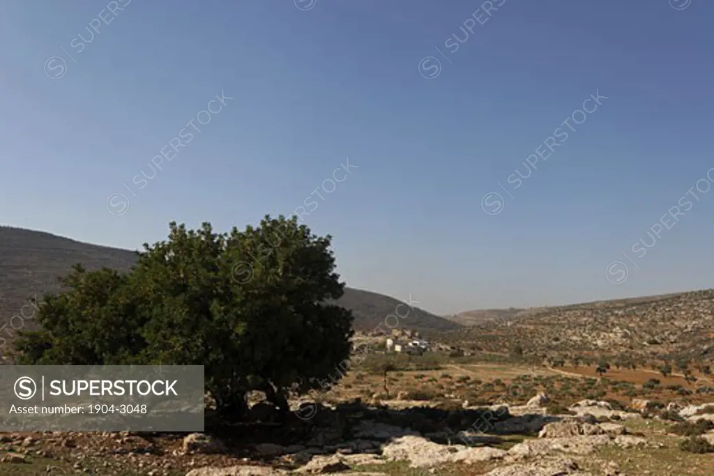 Carob tree on Nabi Nun hill in Yanun