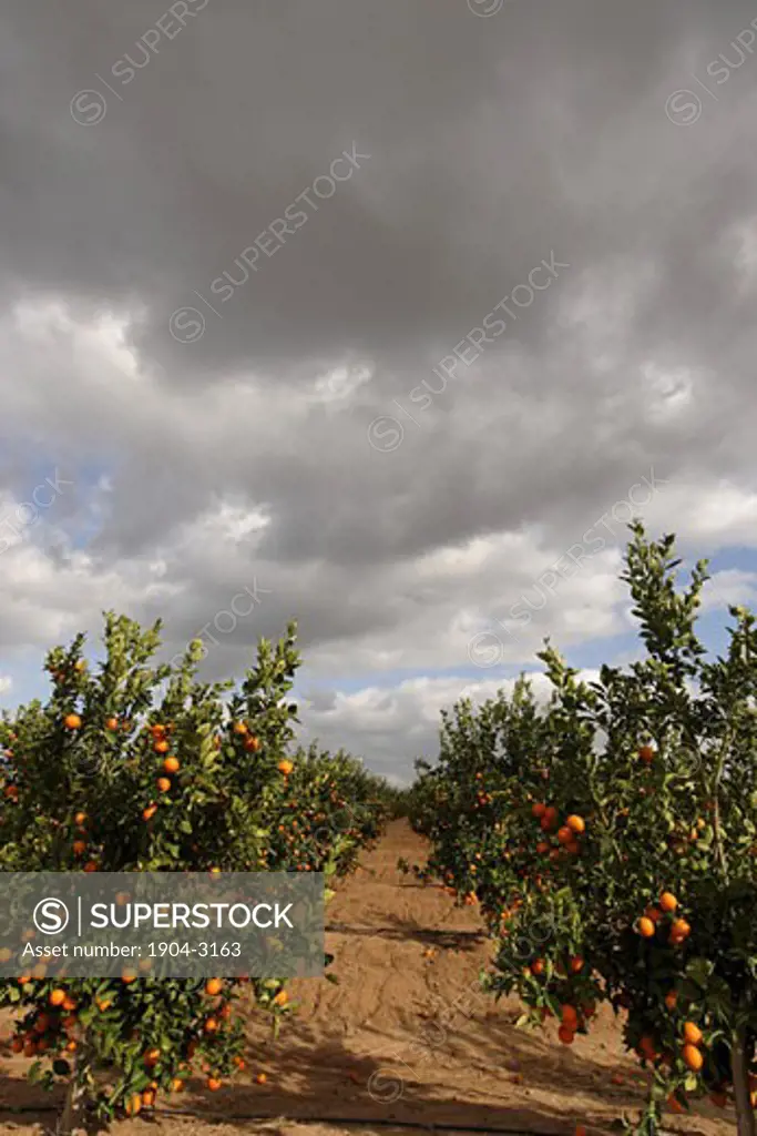 Orange grove by route 353