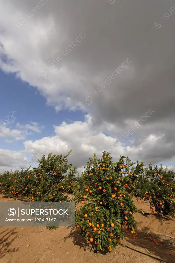 Orange grove by route 353