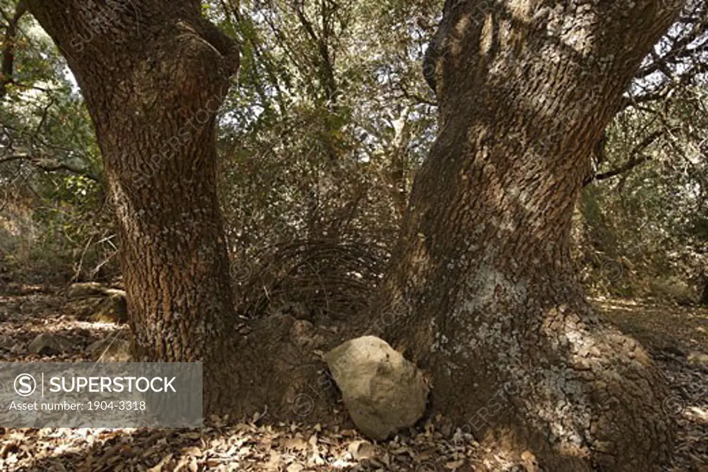 Boissier Oak at the Circassian cemetery near Marom Hagolan