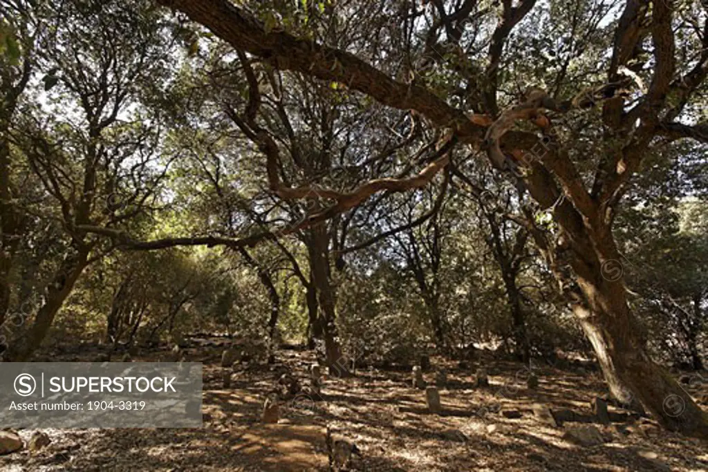 Oak trees in the Circassian cemetery near Marom Golan