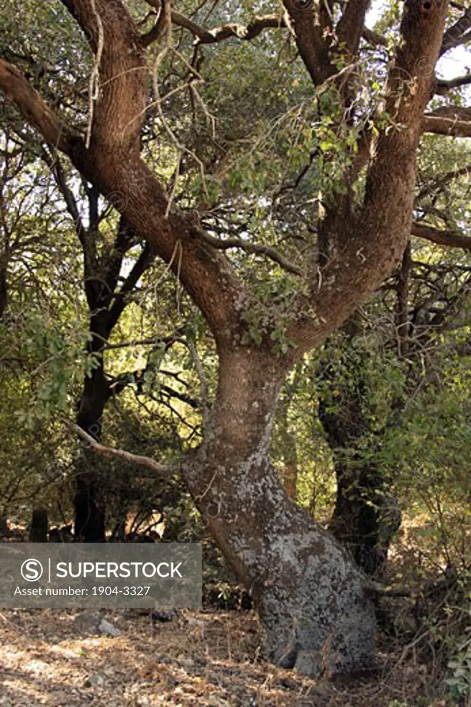 Oak trees in the Circassian cemetery near Marom Golan