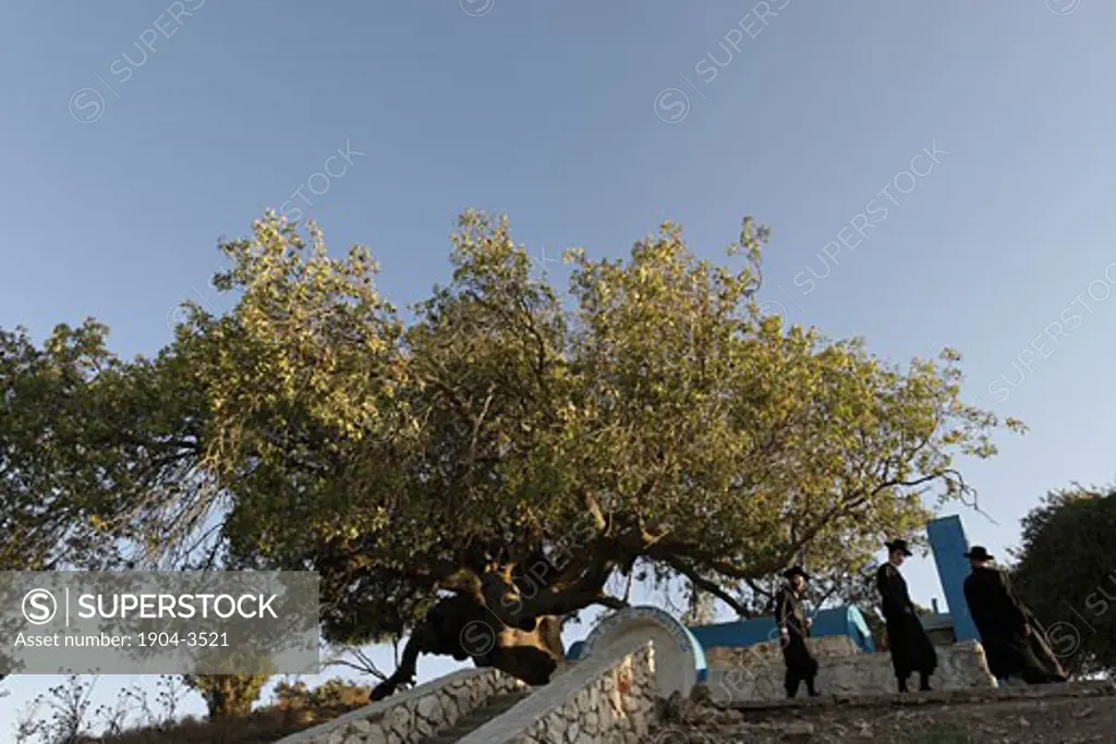 Atlantic Pistachio tree by the tomb of Rabbi Tarfon in Kadita
