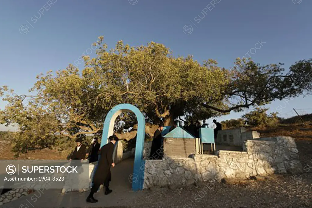 Atlantic Pistachio tree by the tomb of Rabbi Tarfon in Kadita