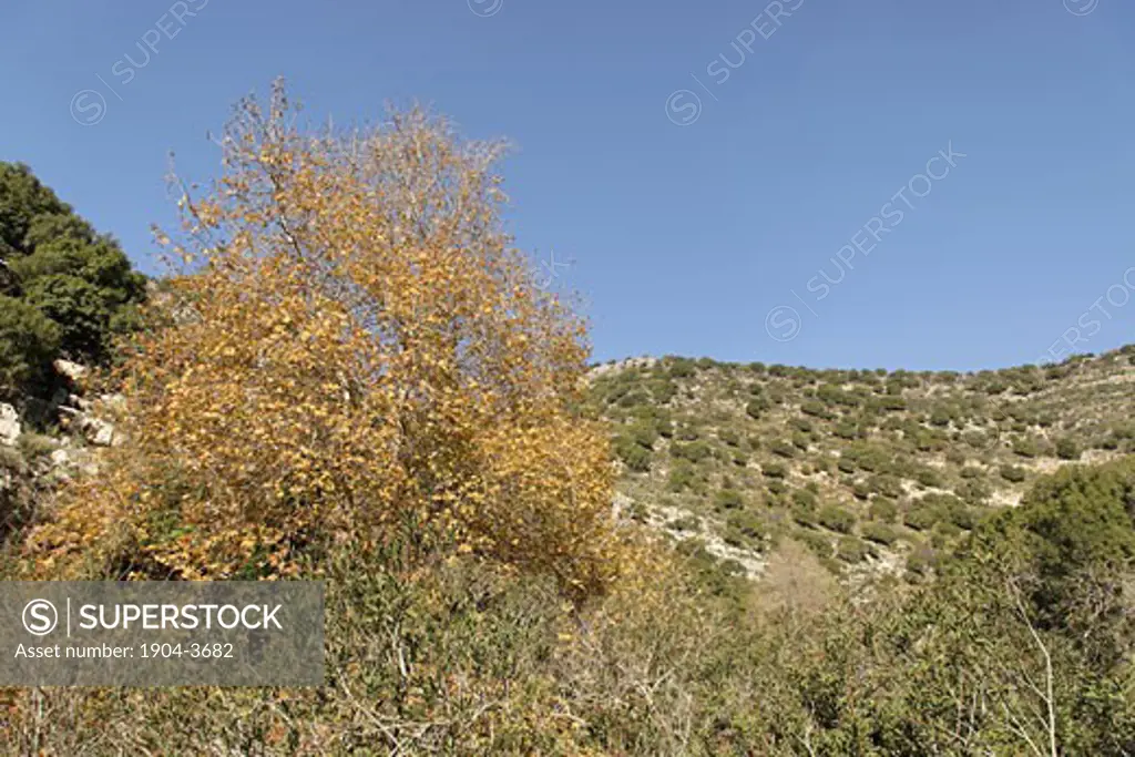 Wadi Betzet in the Upper Galilee