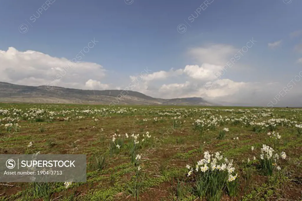Narcissus flowers in Beth Natofa valley