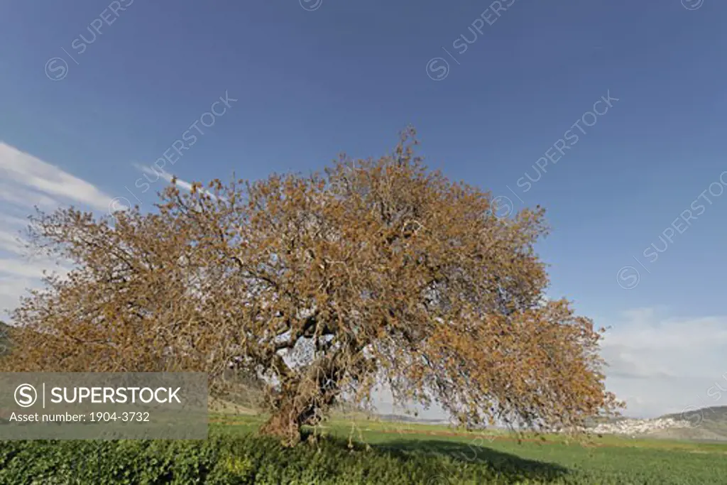 Atlantic Pistachio Pistacia Atlantica tree in Beth Natofa valley