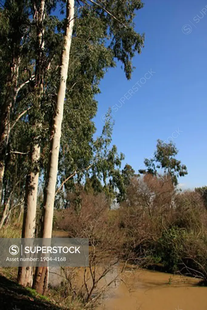 Eucalyptus trees by the Yarkon river at Hayarkon National Park