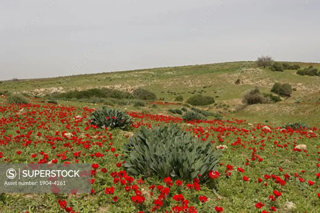 Anemone flowers in Bitronot Ruhama