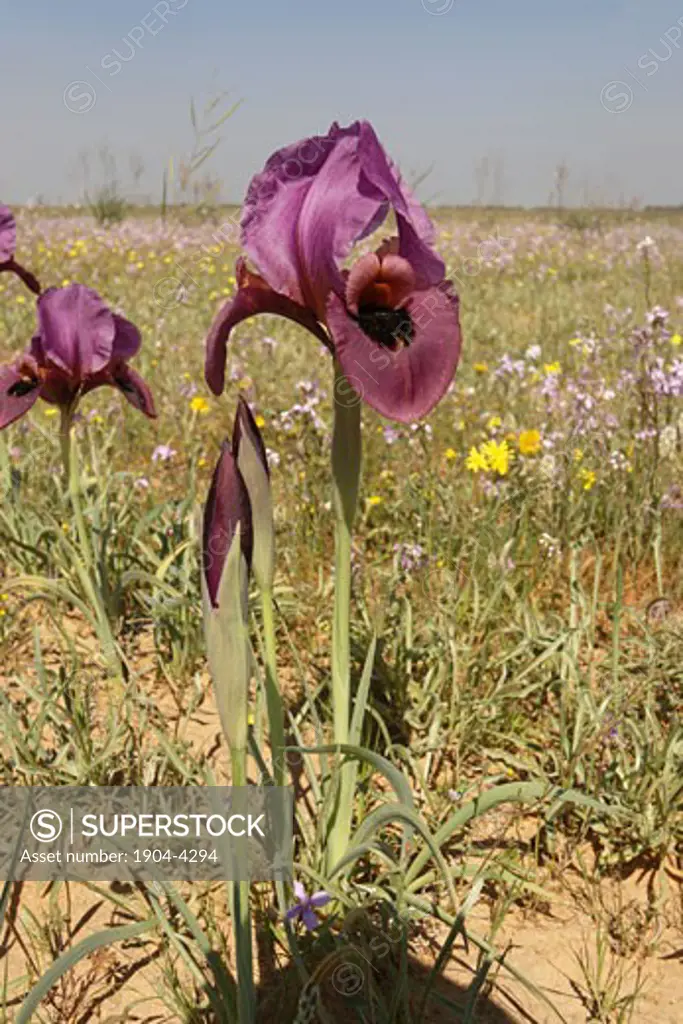 Iris Mariae in Besor region