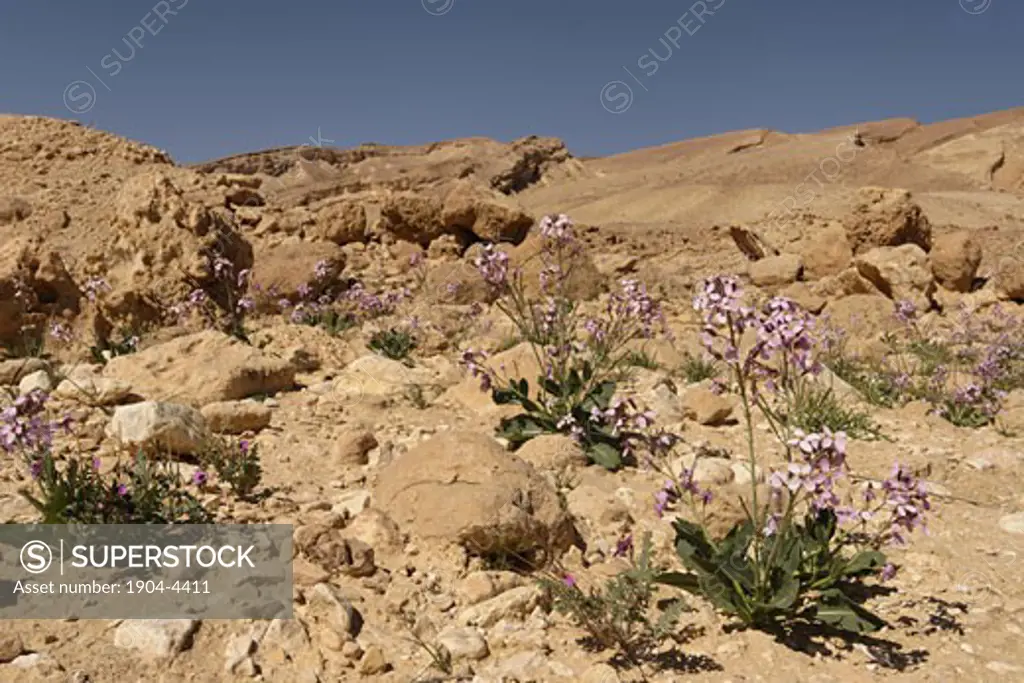 Wadi Gov in the Negev desert