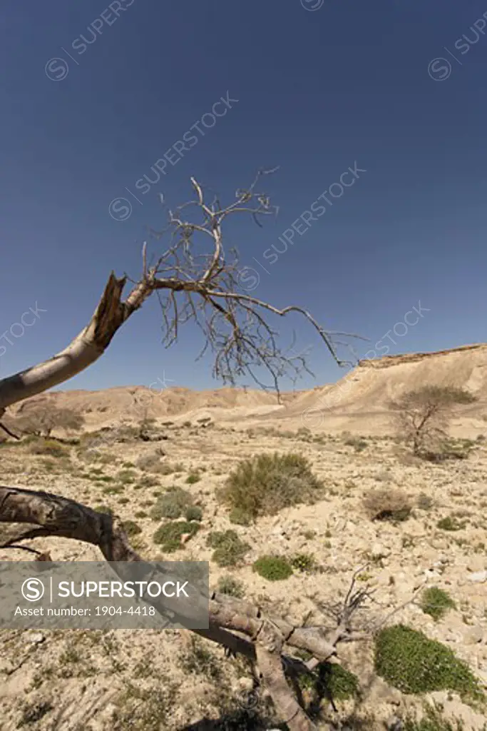Wadi Gov in the Negev desert