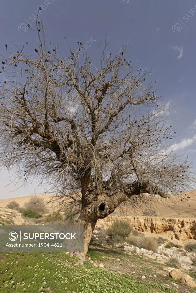 Atlantic Pistachio Pistacia Atlantica tree in Wadi Eliav