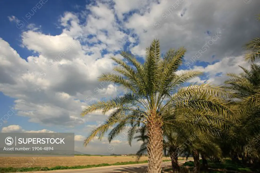 Date trees near Kibbutz Reshafim