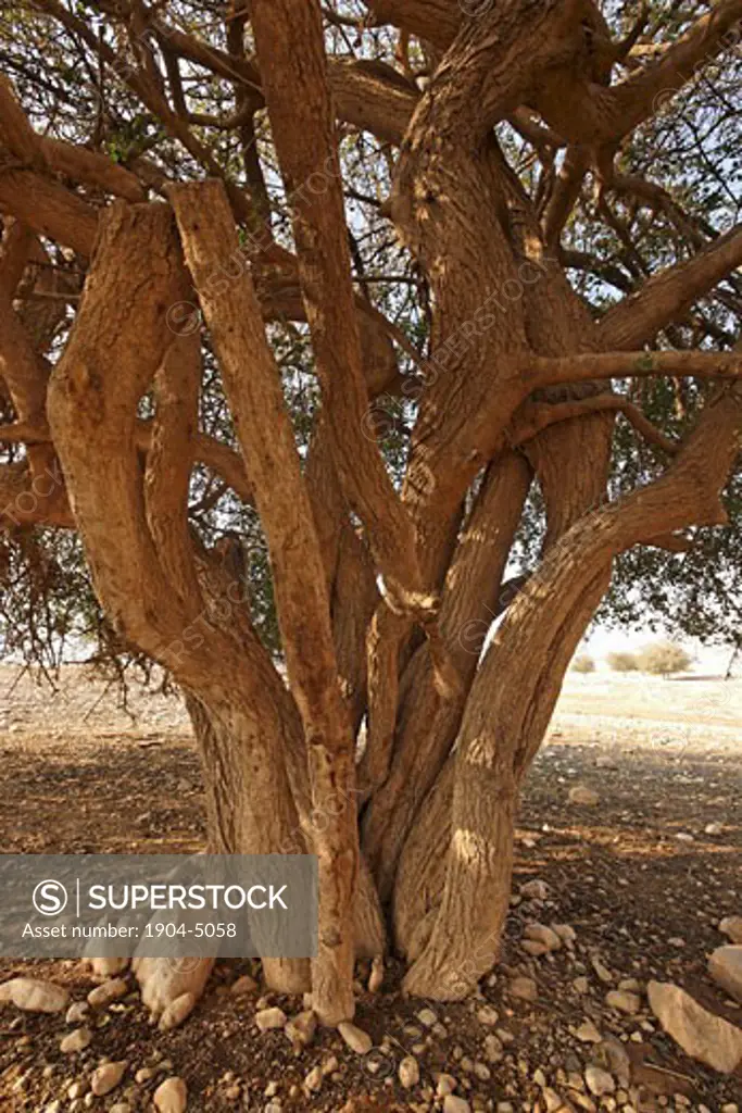 Jericho Balsam tree in the Jordan Valley