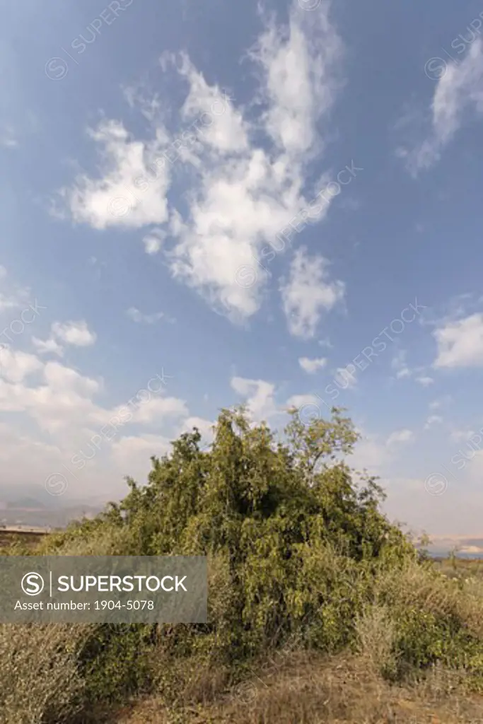 Salvadora Persica tree in the Jordan Valley