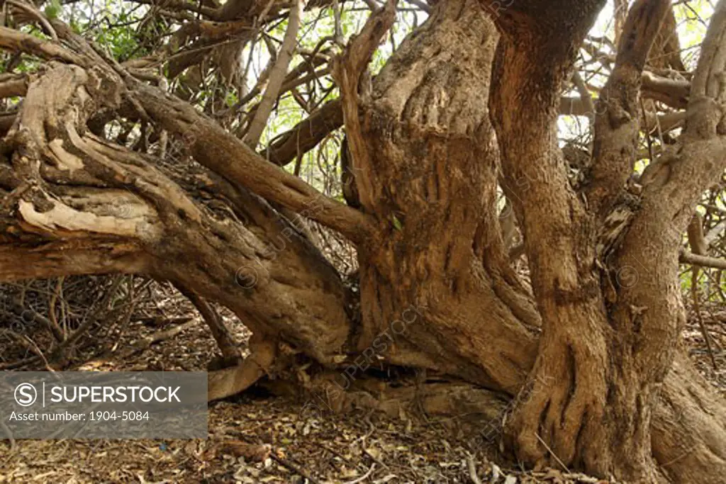 Salvadora Persica tree in the Jordan Valley
