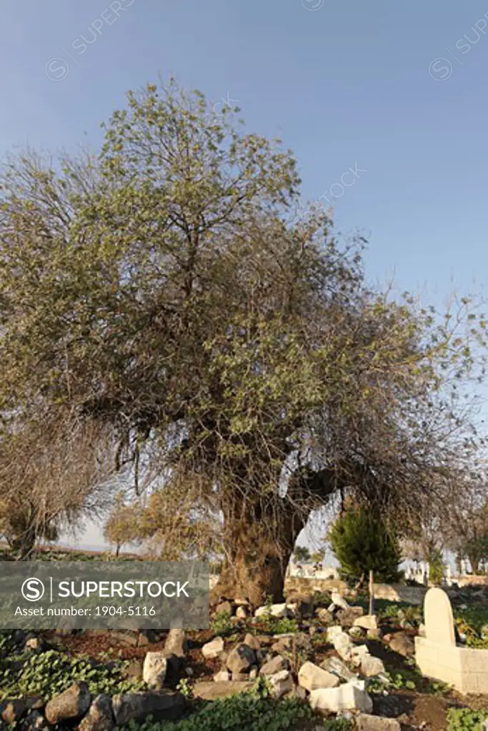 Atlantic Pistachio tree in Tuba-Zangria