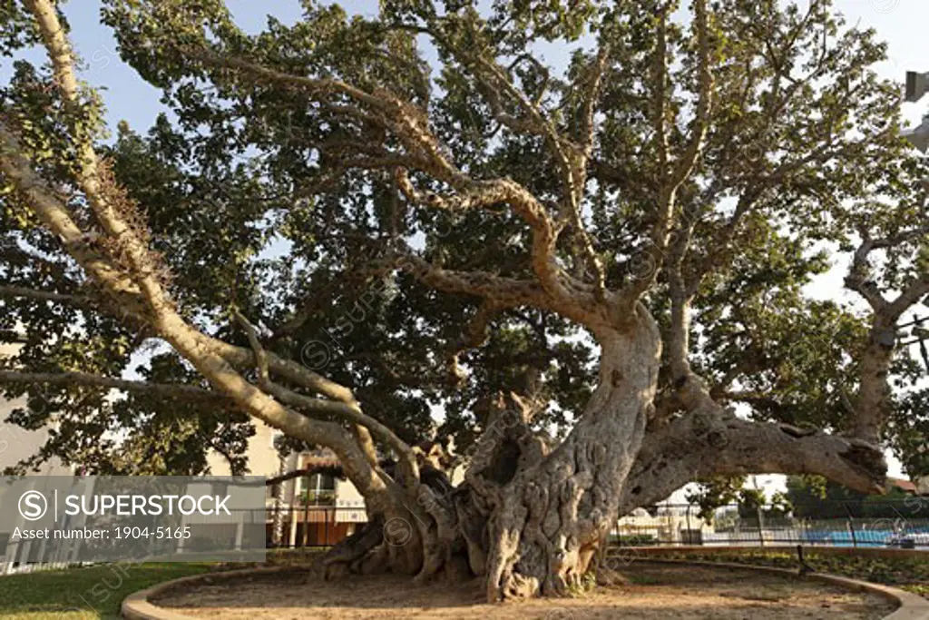 Sycamore tree in Natania