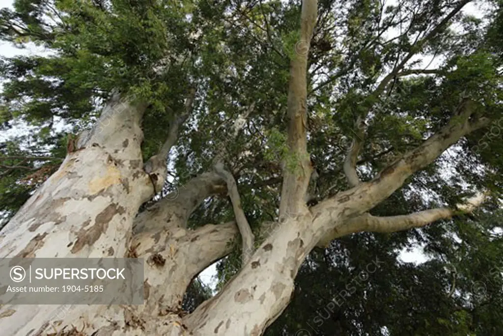 Eucalyptus tree in Kfar Saba