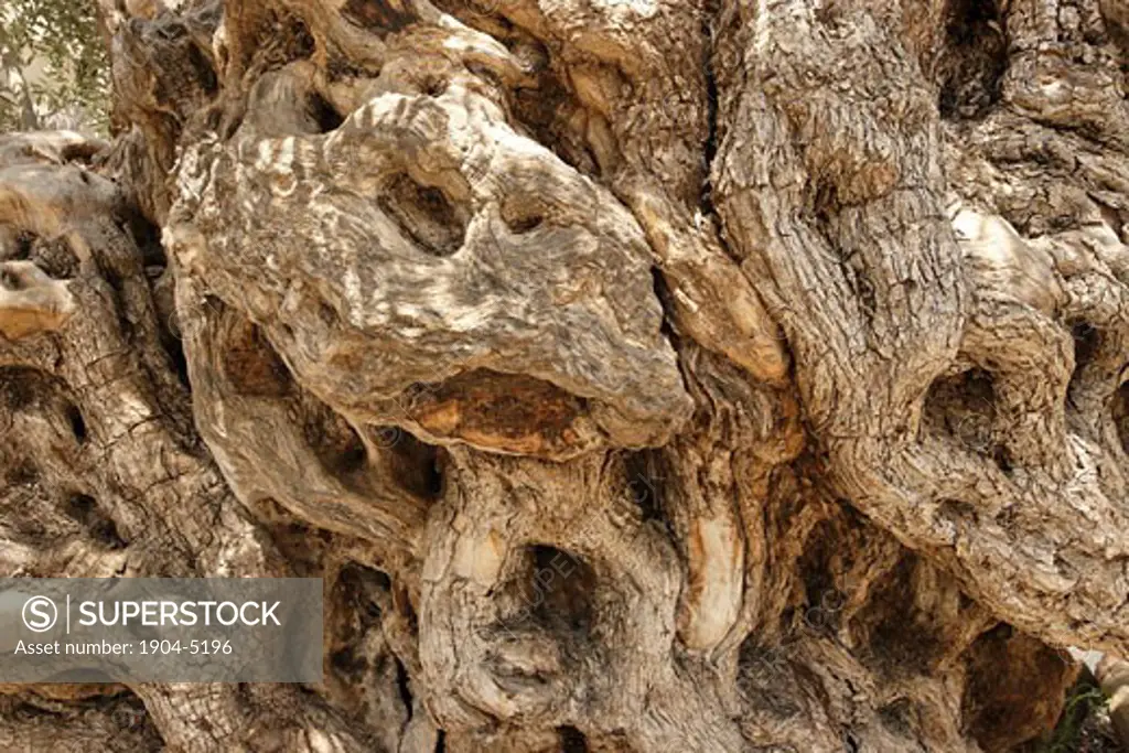 The trunk of an Olive Tree in Arabe
