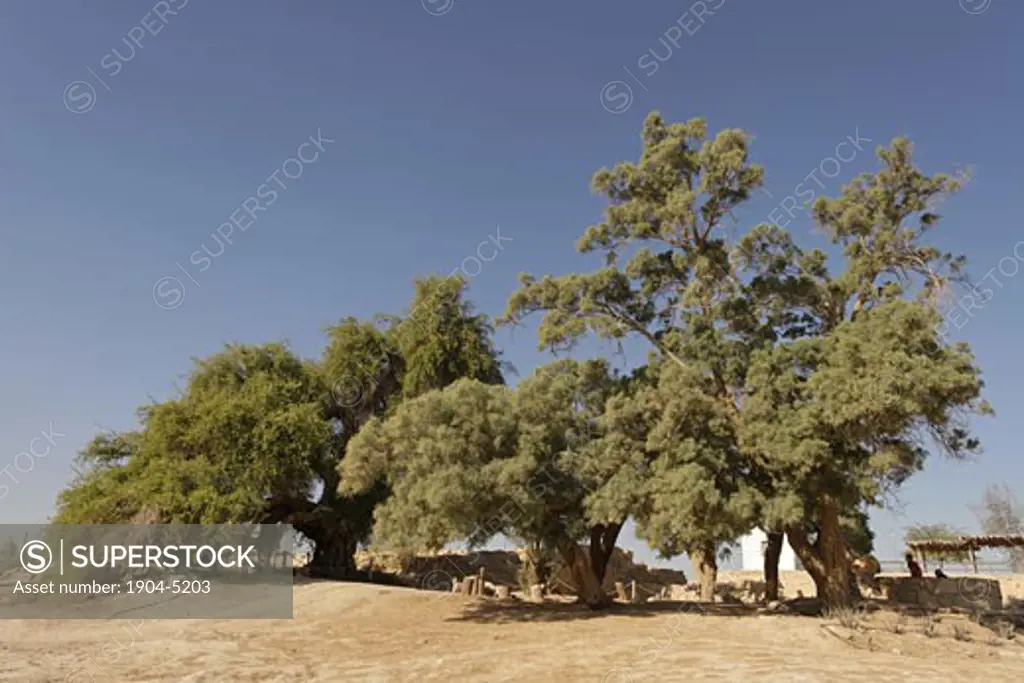 Jujube and Tamarisk trees in Ein Hatzeva
