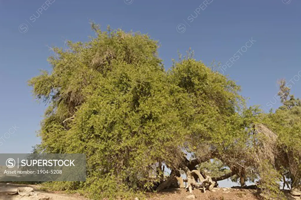 Jujube tree in Ein Hatzeva