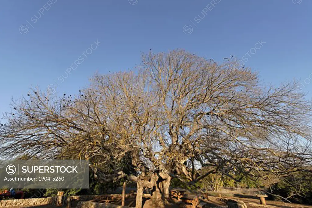 Atlantic Pistachio tree in Kadesh valley