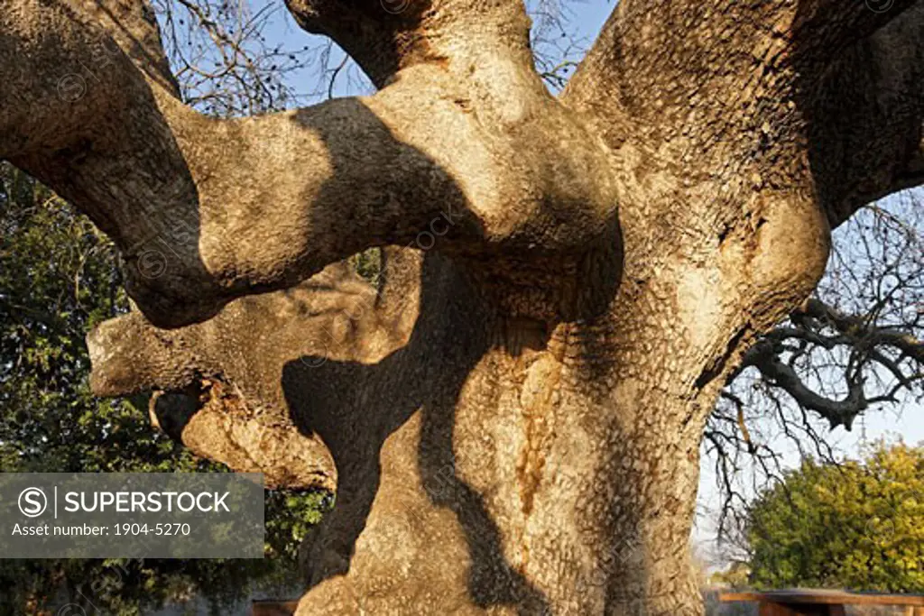 Atlantic Pistachio tree in Kadesh valley