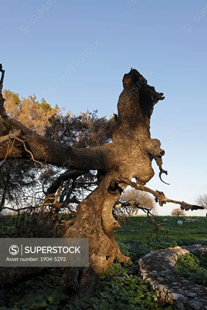 Atlantic Pistachio tree in Tel Kadesh that was hit by a rocket