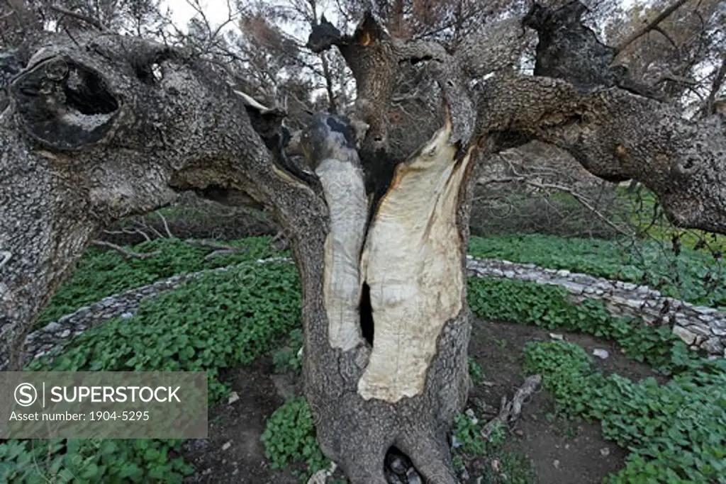 Atlantic Pistachio tree in Tel Kadesh that was hit by a rocket