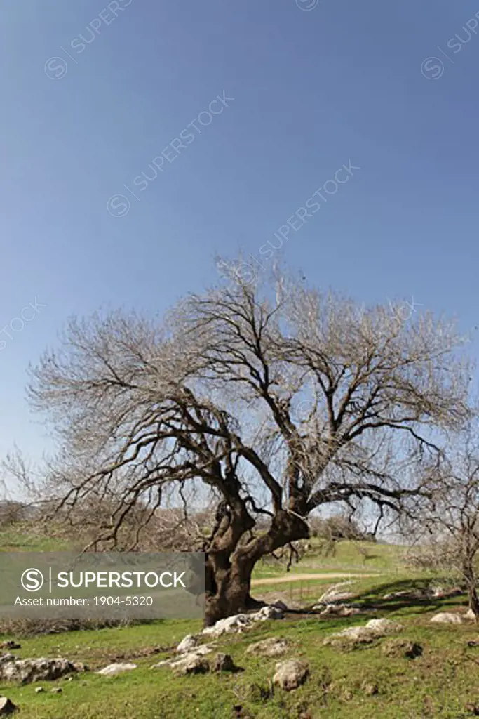 Atlantic Pistachio tree in Tivon