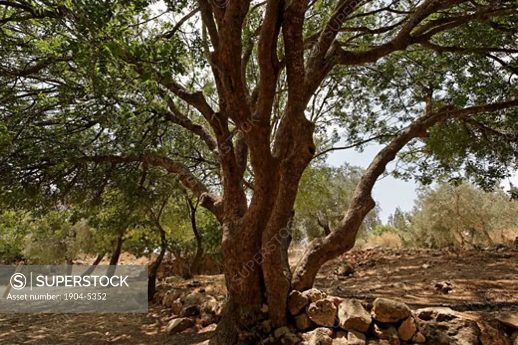 Terebinth tree Pistacia Palaestina in Ein Kobi