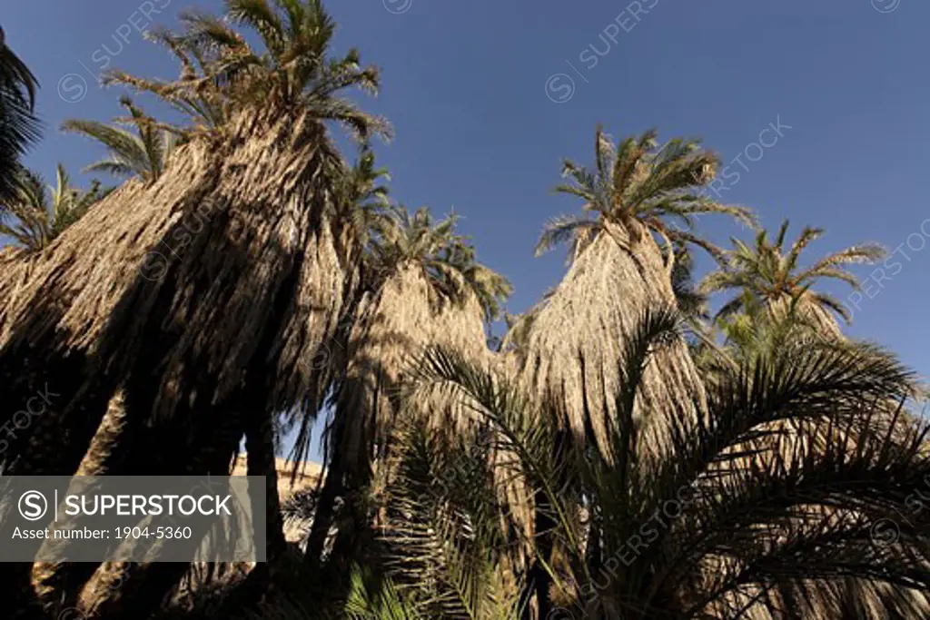 Date Palm trees  Phoenix Dactylifera in Wadi Zin