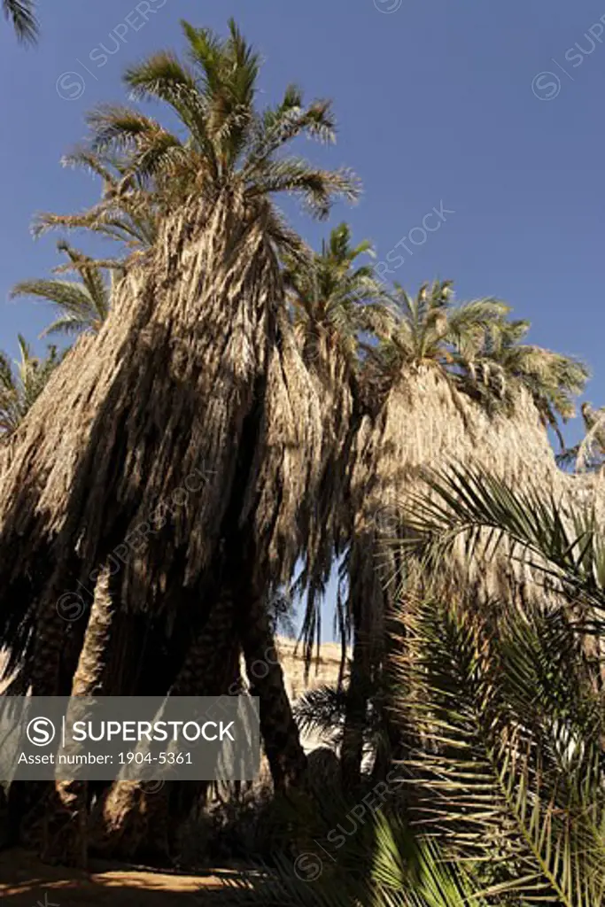 Date Palm trees  Phoenix Dactylifera in Wadi Zin