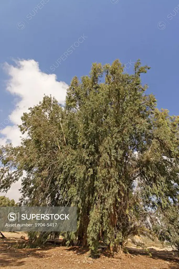 Eucalyptus tree in Beerotaim