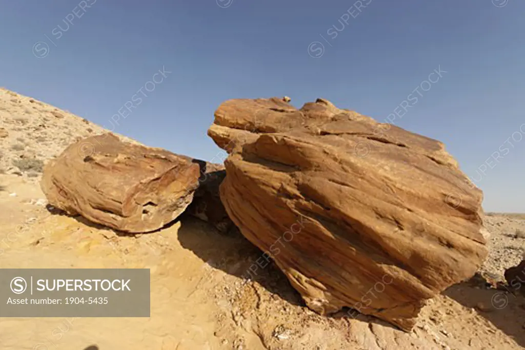 Petrified trees in the Large Crater