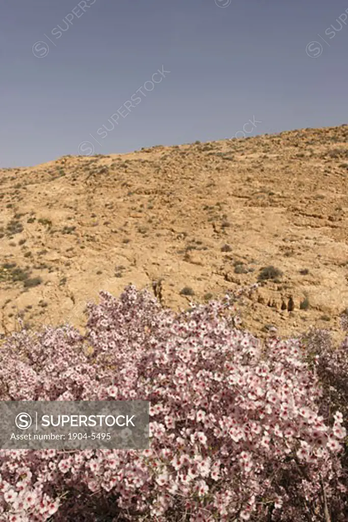 Almond tree in the Negev Desert