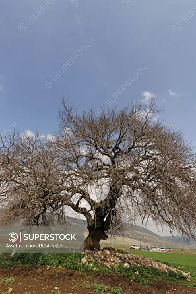 Atlantic Pistachio tree in Beth Natofa valley