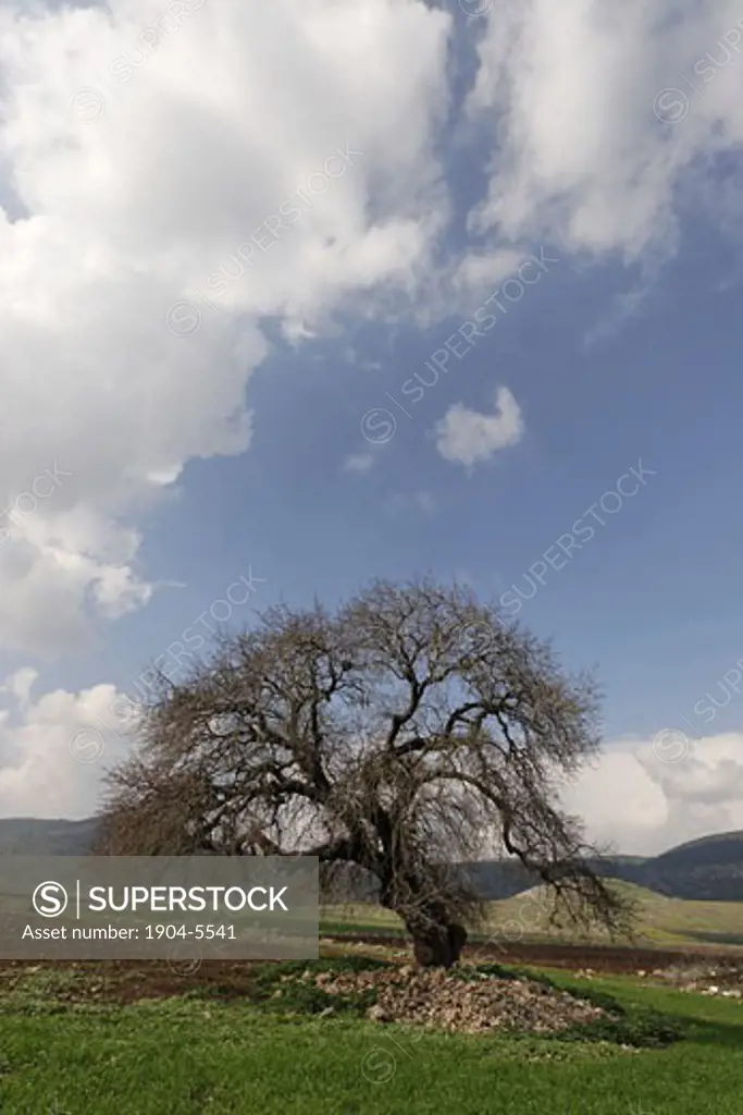Atlantic Pistachio tree in Beth Natofa valley