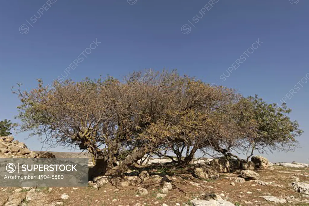 Terebinth tree Pistacia Palaestina in Samaria